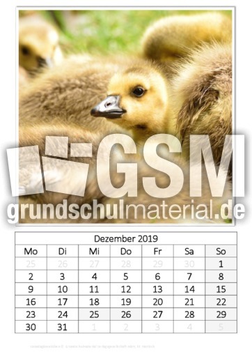 Dezember_Kanadagänseküken.pdf
